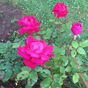 Meet your Posher, Cindy